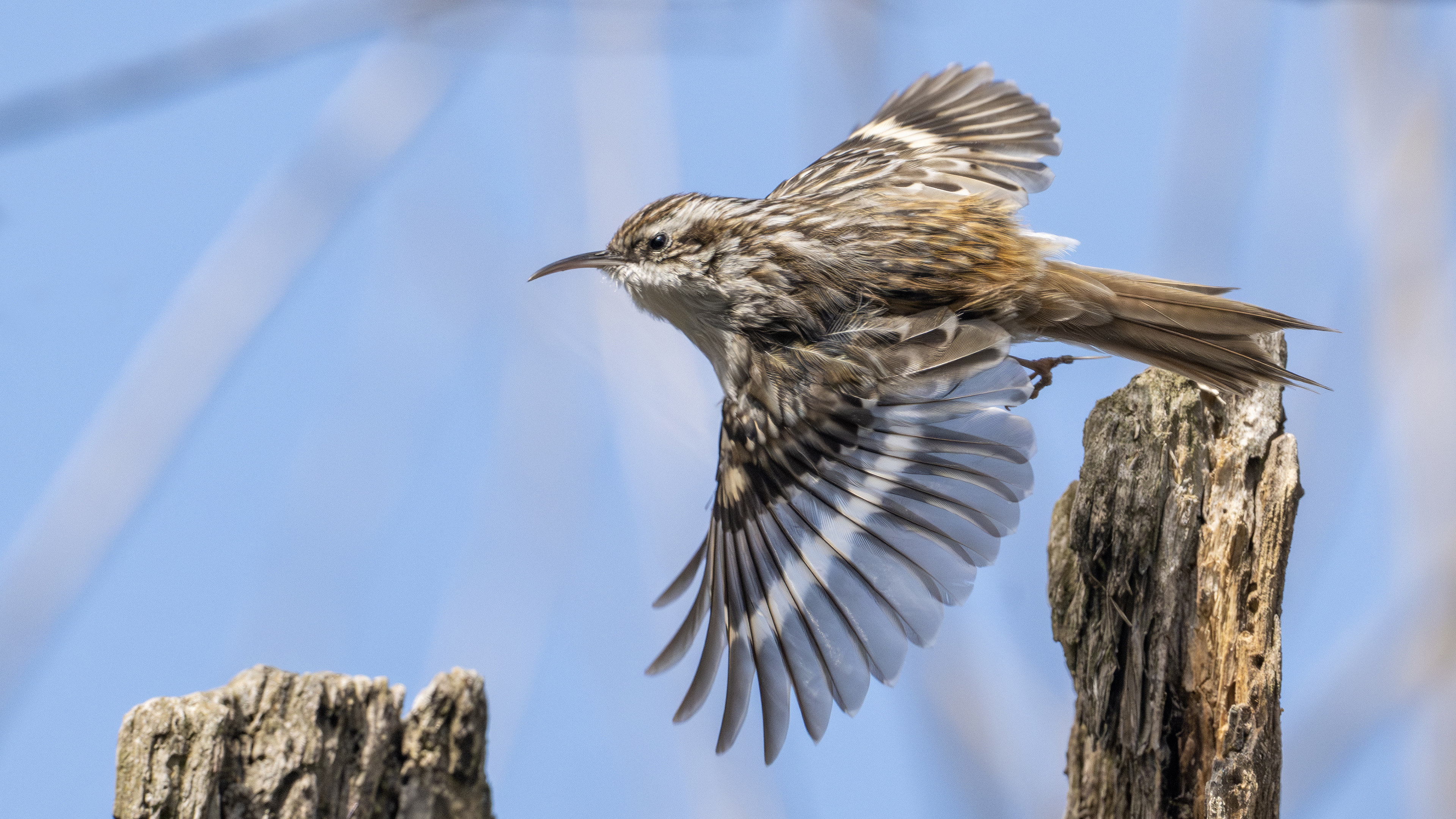 Short-toed Treecreeper